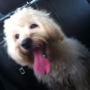 Cachorro raça SRD idade 1 ano nome Snow