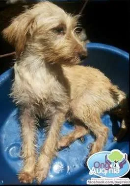 Cachorro ra a SRD idade 7 a 11 meses nome Rudy !!!