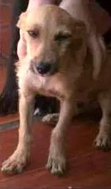 Cachorro raça SRD idade 7 a 11 meses nome Budy !!!