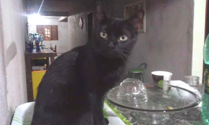 Gato ra a Ruim idade 2 anos nome Salem