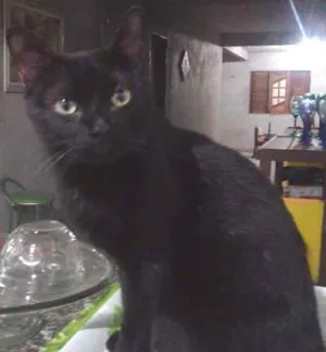 Gato raça Ruim idade 2 anos nome Salem