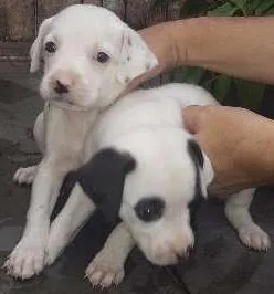 Cachorro raça SRD idade Abaixo de 2 meses nome NÃO TEM NOME AINDA