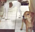 MEL E LECA