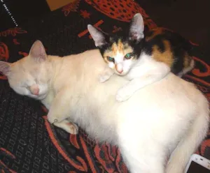 Gato raça Siamês idade 2 a 6 meses nome meninos e meninas