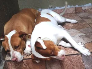 Cachorro raça Não definida idade 2 anos nome Maila