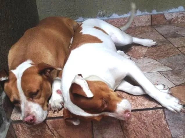 Cachorro ra a Não definida idade 2 anos nome Maila