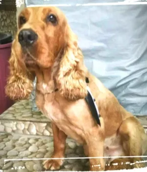 Cachorro raça Cocker idade 3 anos nome Thomas