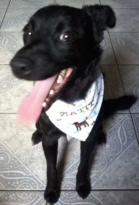 Cachorro ra a SRD idade 7 a 11 meses nome Titan