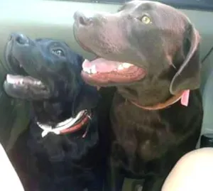 Cachorro raça Labrador idade 1 ano nome Cacau e Lola