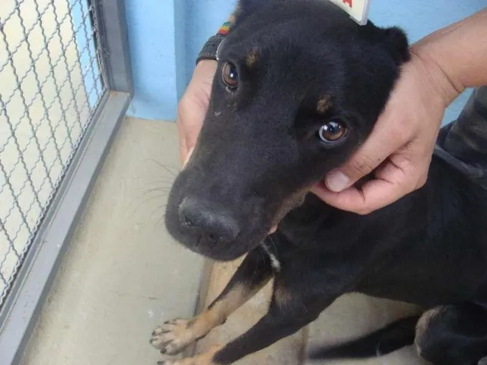 Cachorro raça Desconhecida  idade 3 anos nome Sem nome