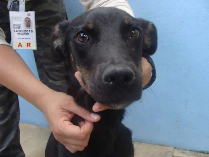 Cachorro raça Desconhecida  idade 3 anos nome Sem nome