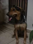 Lila