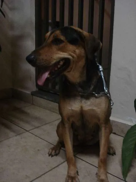 Cachorro ra a SRD idade 2 anos nome Lila