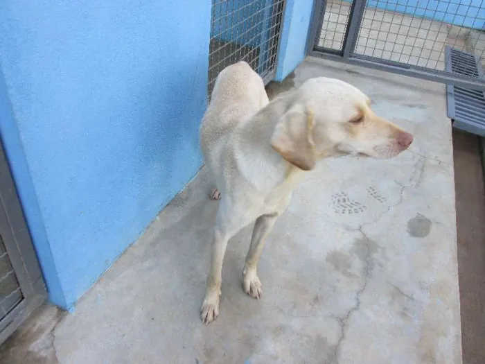 Cachorro raça Desconhecida  idade 2 anos nome Sem nome 