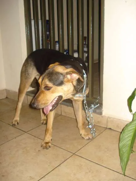 Cachorro ra a SRD idade 2 anos nome Lila