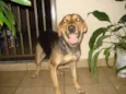 Lila