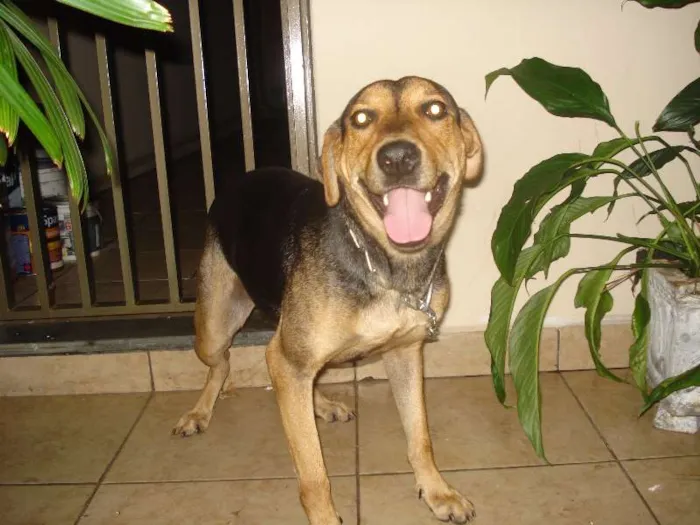 Cachorro ra a SRD idade 2 anos nome Lila
