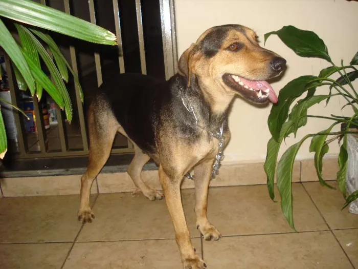 Cachorro ra a SRD idade 2 anos nome Lila
