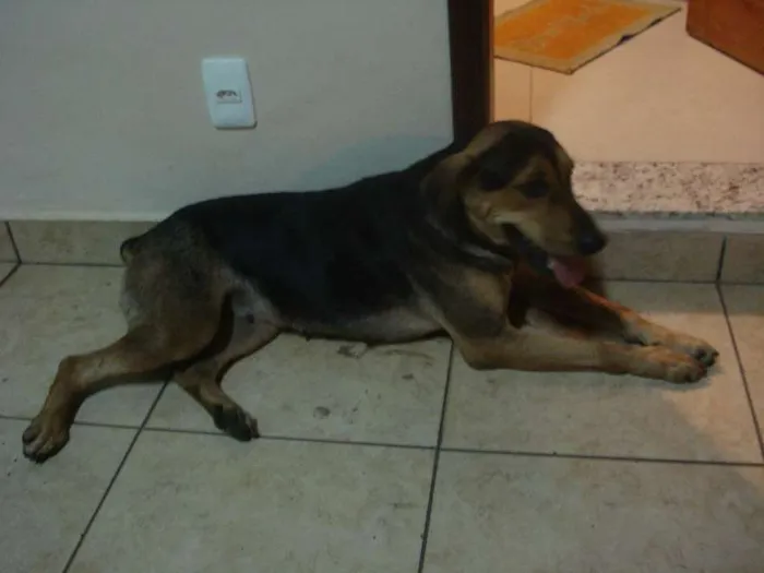 Cachorro ra a SRD idade 2 anos nome Lila