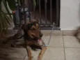 Lila