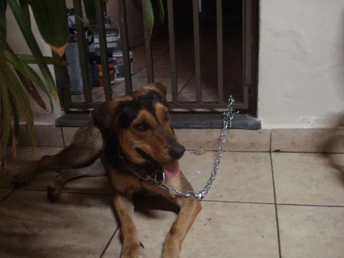 Cachorro ra a SRD idade 2 anos nome Lila