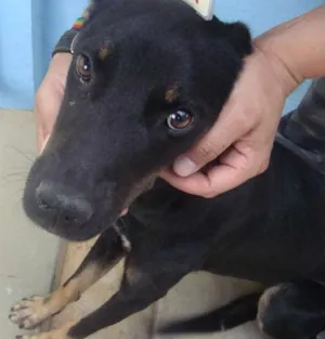 Cachorro raça Desconhecida  idade 3 anos nome Sem nome