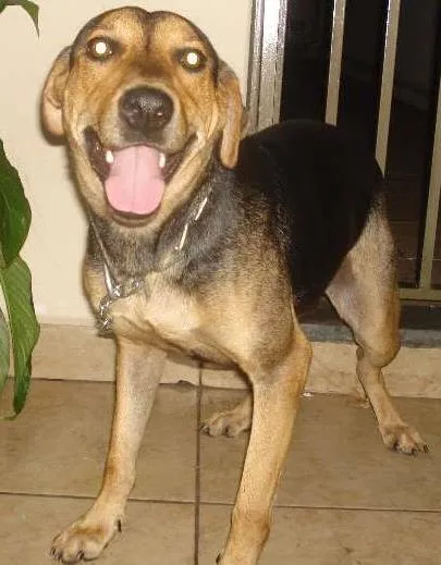 Cachorro ra a SRD idade 2 anos nome Lila