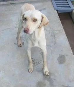 Cachorro raça Desconhecida  idade 2 anos nome Sem nome 