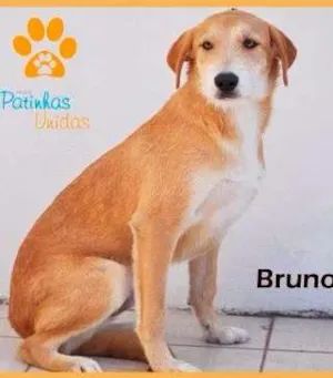 Cachorro raça vira lata idade 1 ano nome Bruno