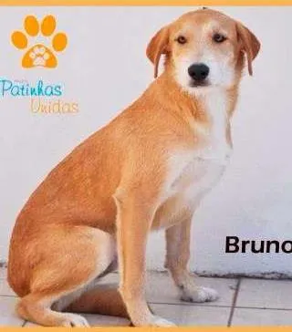 Cachorro ra a vira lata idade 1 ano nome Bruno