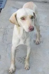 Cachorro raça Desconhecida  idade 2 anos nome Sem nome 