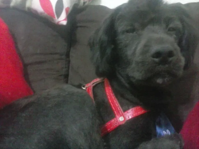 Cachorro ra a Poodle com Cooker idade 2 anos nome Chico