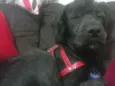 Chico