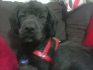 Cachorro raça Poodle com Cooker idade 2 anos nome Chico