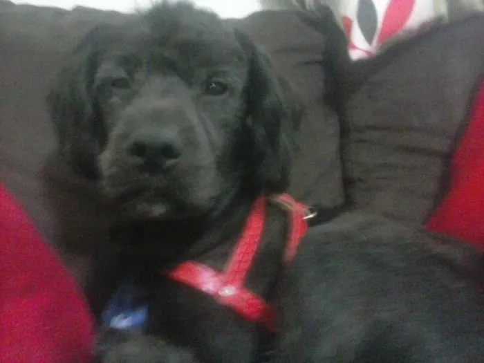 Cachorro ra a Poodle com Cooker idade 2 anos nome Chico