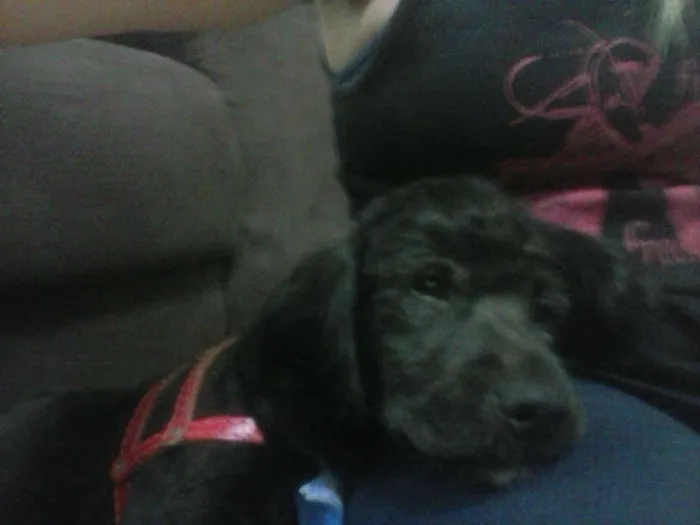 Cachorro ra a Poodle com Cooker idade 2 anos nome Chico