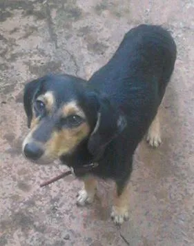 Cachorro raça SRD idade 1 ano nome guri