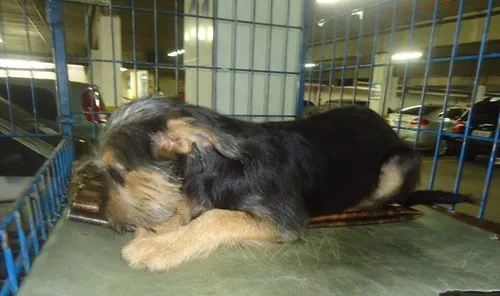 Cachorro ra a SRD idade 2 a 6 meses nome Rico