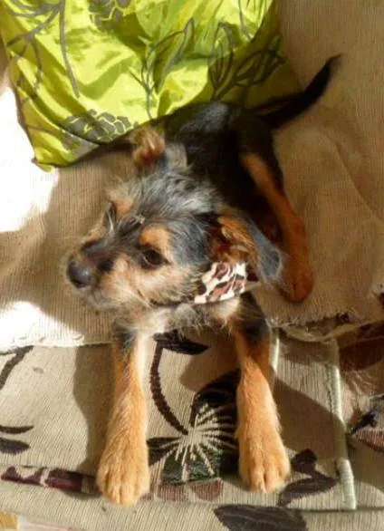 Cachorro ra a SRD idade 2 a 6 meses nome Rico