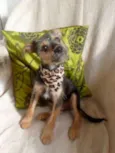 Rico