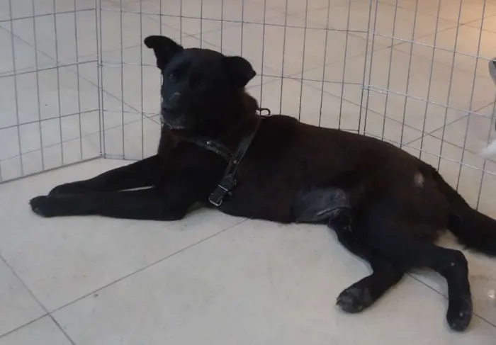 Cachorro ra a Chow Chow idade 2 anos nome Sula