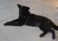 Sula