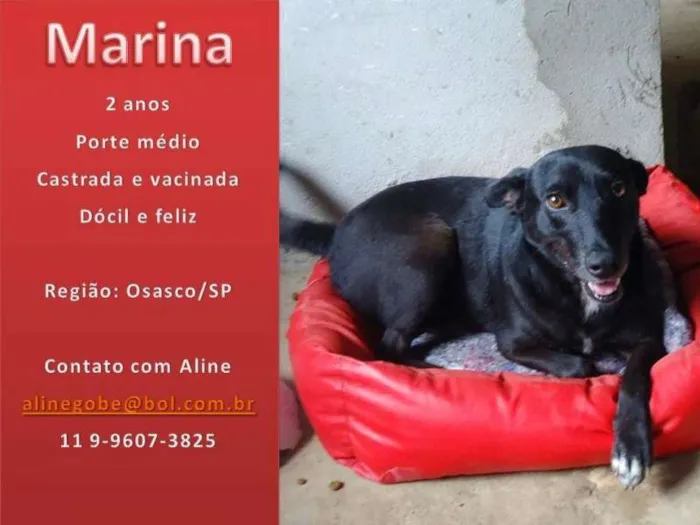 Cachorro ra a SRD idade 2 anos nome Marina
