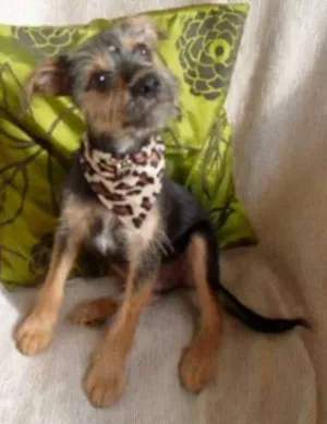 Cachorro raça SRD idade 2 a 6 meses nome Rico