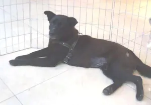 Cachorro raça Chow Chow idade 2 anos nome Sula