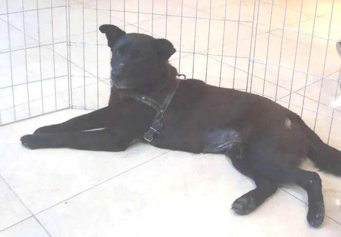 Cachorro ra a Chow Chow idade 2 anos nome Sula
