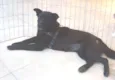 Sula