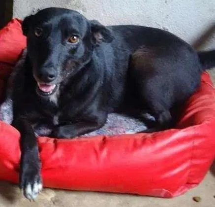 Cachorro ra a SRD idade 2 anos nome Marina