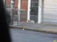 Precisa de Dono