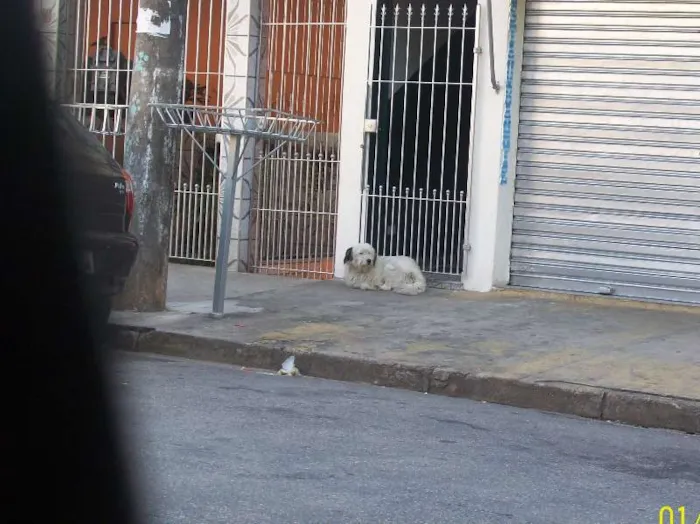 Cachorro ra a SRD idade 7 a 11 meses nome Precisa de Dono